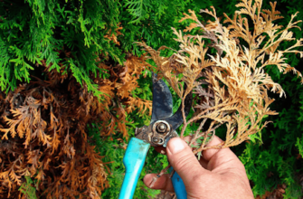 Як обробити туї від пожовтіння: ефективні засоби та методи захисту