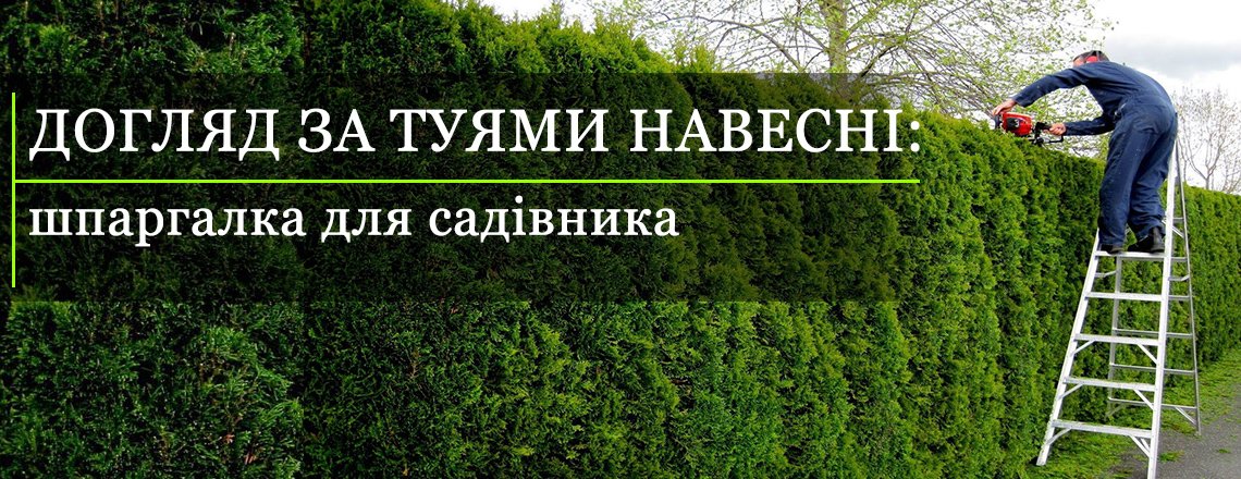 Обробка хвойних рослин: захист від шкідників та хвороб | TikTok