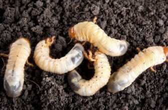 Як позбутися хрущів: ефективні методи захисту вашого саду