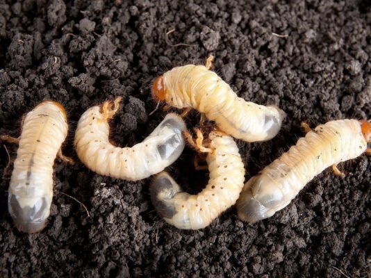 Як позбутися хрущів: ефективні методи захисту вашого саду