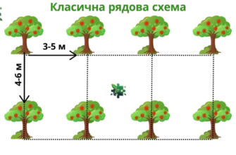 Як правильно розрахувати відстань для посадки різних видів дерев