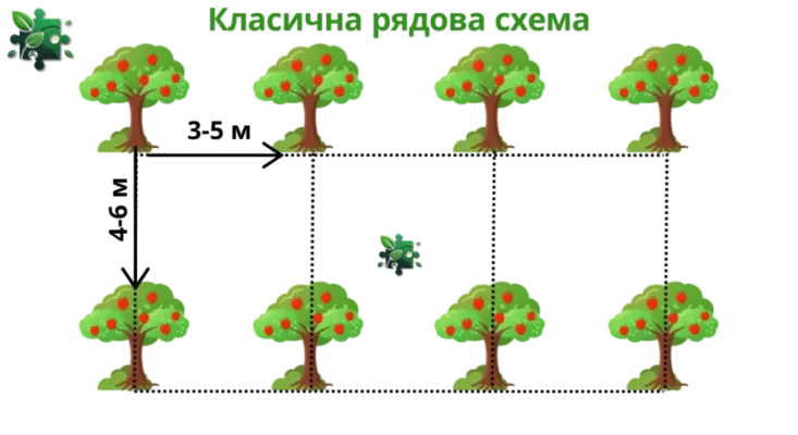 Як правильно розрахувати відстань для посадки різних видів дерев