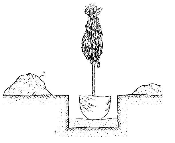 Відстань між деревами при посадці - Healthy Food Near Me