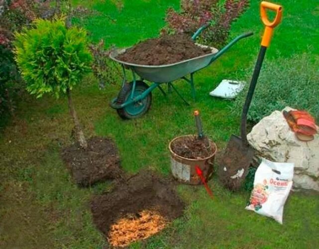 Вирощування туї. Як посадити тую