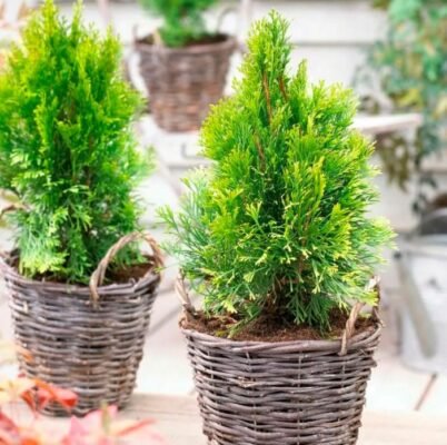 Як правильно садити туї: оптимальна відстань для здорового росту Як правильно садити туї: оптимальна відстань для здорового росту