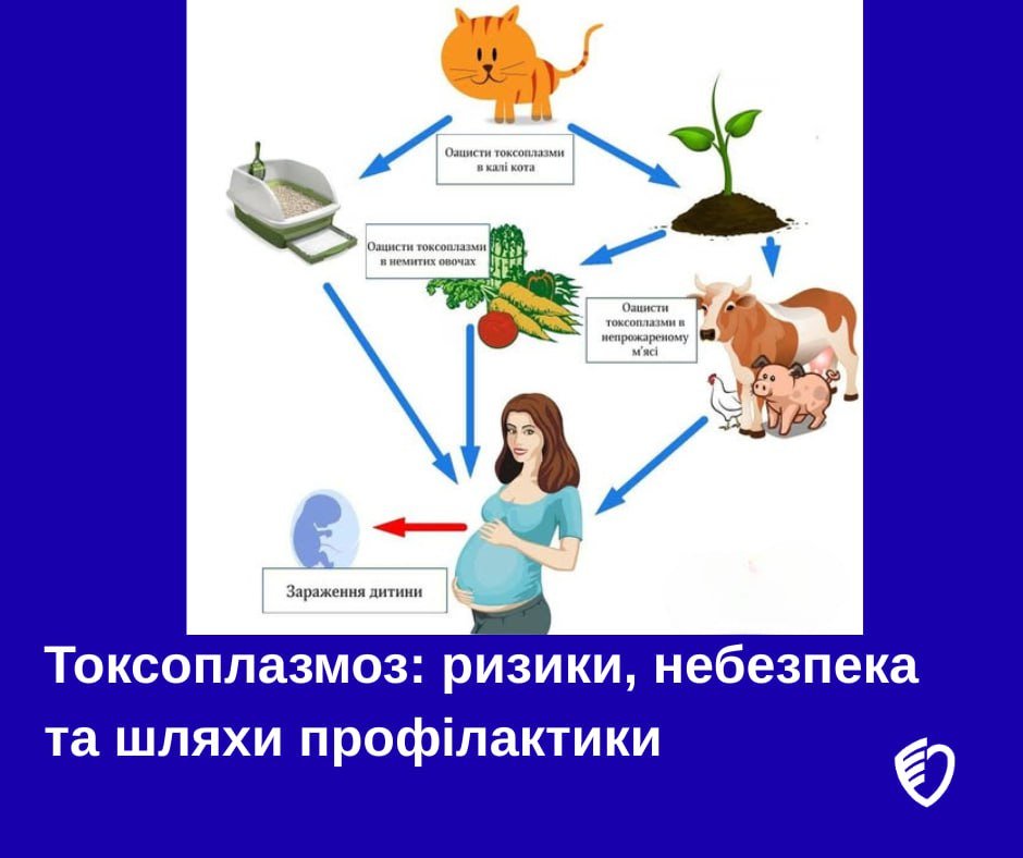 Токсоплазмоз: ризики, небезпека та шляхи профілактики - Новини ...
