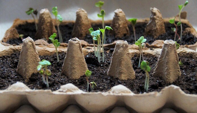 Суперзасіб від чорної ніжки на розсаді ▷ Aгріматко