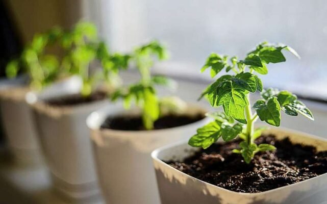 Як захистити рослини від чорної ніжки: ефективні методи та поради