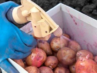 Як хрущі рятують ґрунти – експерт розповів про особливості комахи ...