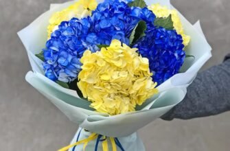 З Днем Народження, гортензії: як обрати та доглядати ці квіти