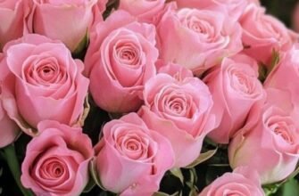 З Днем Народження, Катюша: Найкращі Привітання та Бажання для Тебе