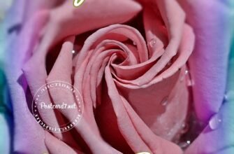 З днем народження, Софійка: яскраві та милі картинки привітань