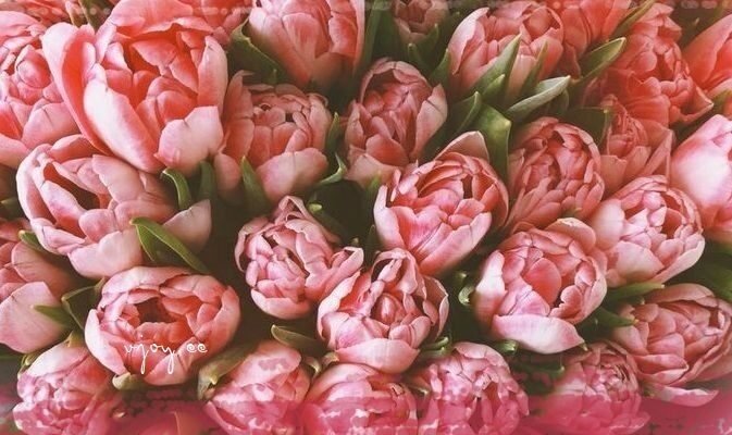 З Днем народження, Софійко: найкращі побажання та ідеї для свята