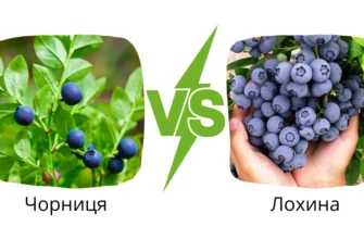 Загадка природи: Основні відмінності між чорницею та лохиною