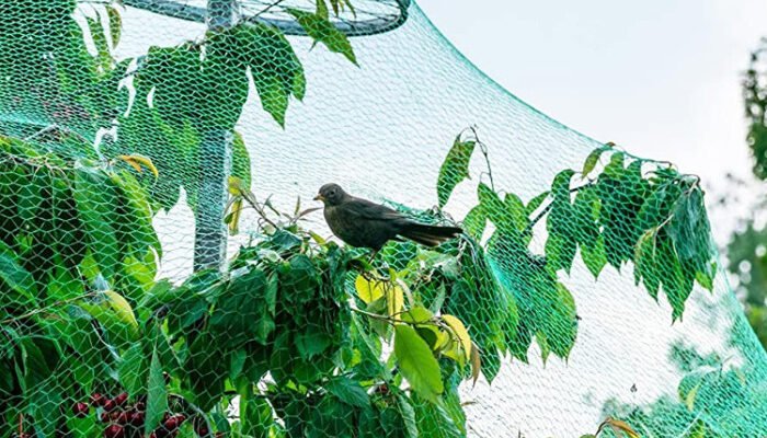 Захисна сітка від птахів: ефективний захист для вашого саду й врожаю