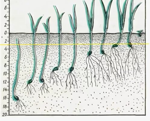 Захист рослин: ефективні методи боротьби зі шкідниками та хворобами