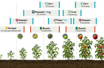 Захист томатів від фітофтори: ефективні методи та поради садівників