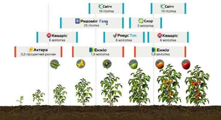 Захист томатів від фітофтори: ефективні методи та поради садівників