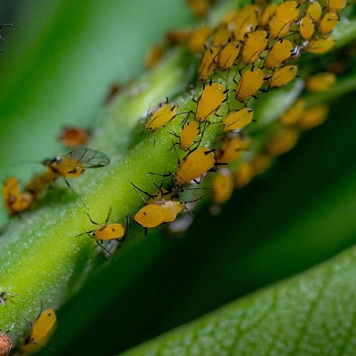 Ці шкідники є дуже небезпечними для зелені на вашому городі