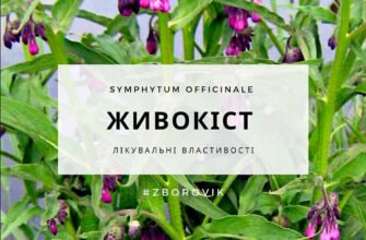 Живокіст: від яких захворювань допомагає та як його застосовувати