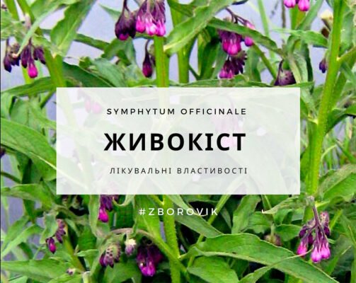 Живокіст: від яких захворювань допомагає та як його застосовувати