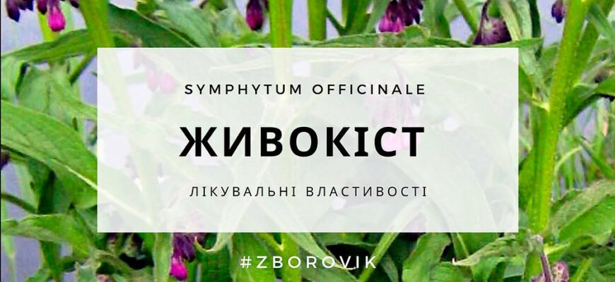 Живокіст: від яких захворювань допомагає та як його застосовувати