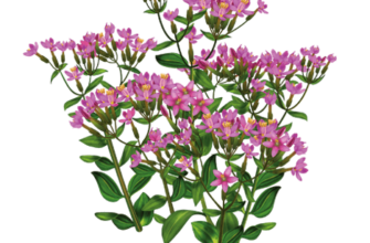 Золототисячник: від чого допомагає і як застосовувати для здоров’я