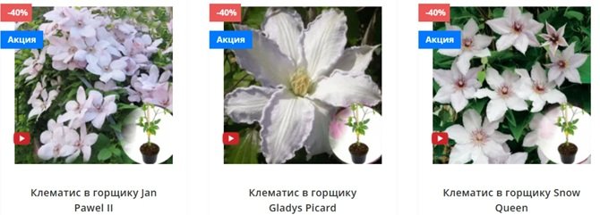 выращивание клематиса