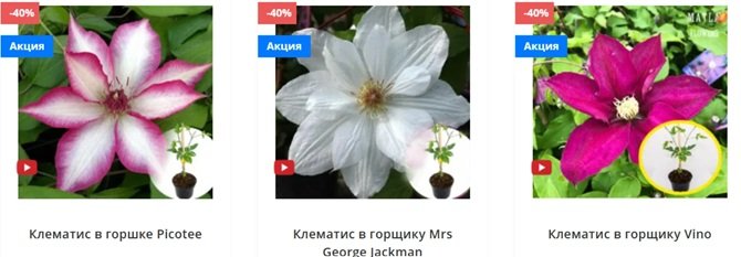 клематис - почему он не цветет
