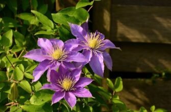 Почему клематис не цветёт: разбираем причины вместе с Matla Flowers
