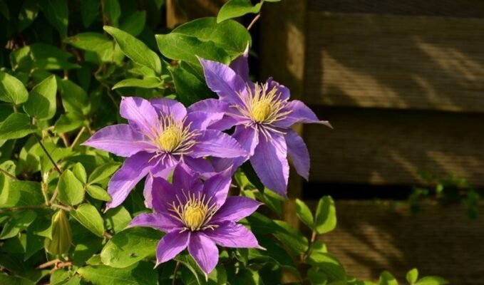 Почему клематис не цветёт: разбираем причины вместе с Matla Flowers