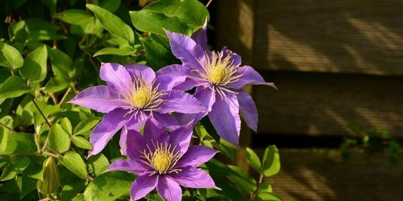 Почему клематис не цветёт: разбираем причины вместе с Matla Flowers
