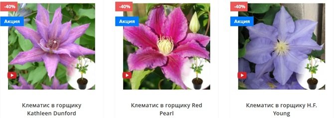 почему клематис не цветет