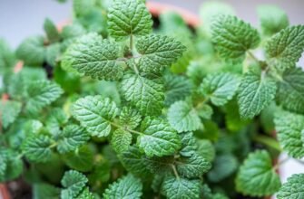 Can You Fly With Lemon Balm Tincture? 2 oz vs 4 oz